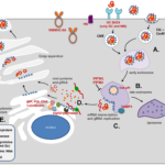 non-muscle myosin IIA